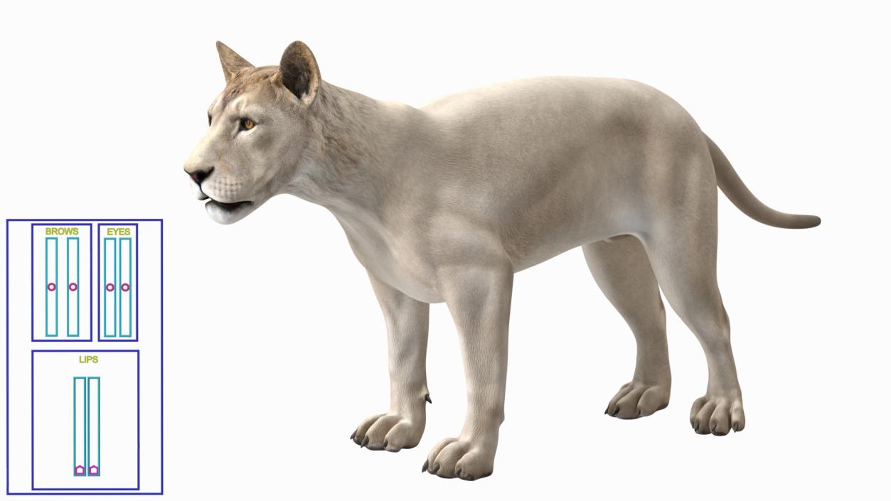 3D Young White Lion Rigged model