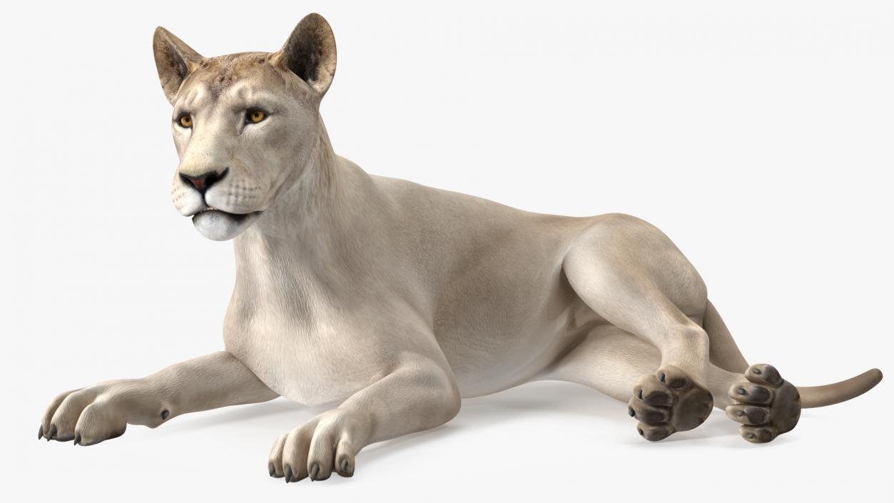 3D Young White Lion Rigged model