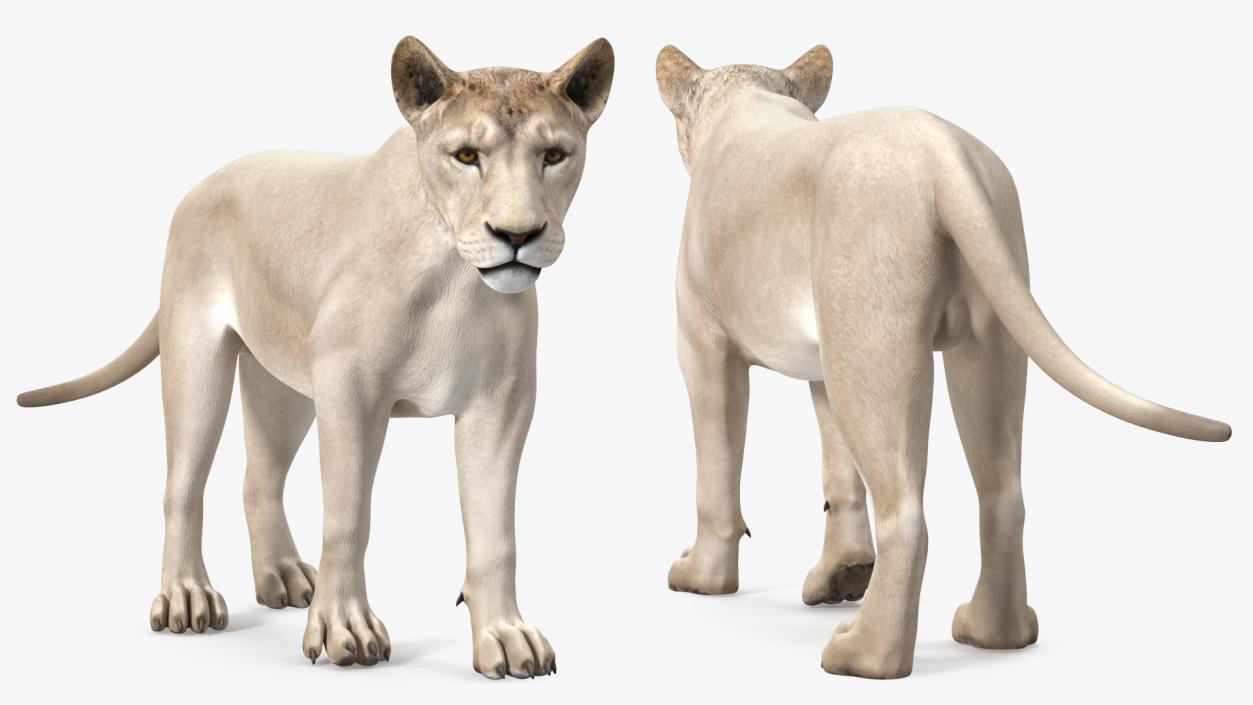 3D Young White Lion Rigged model