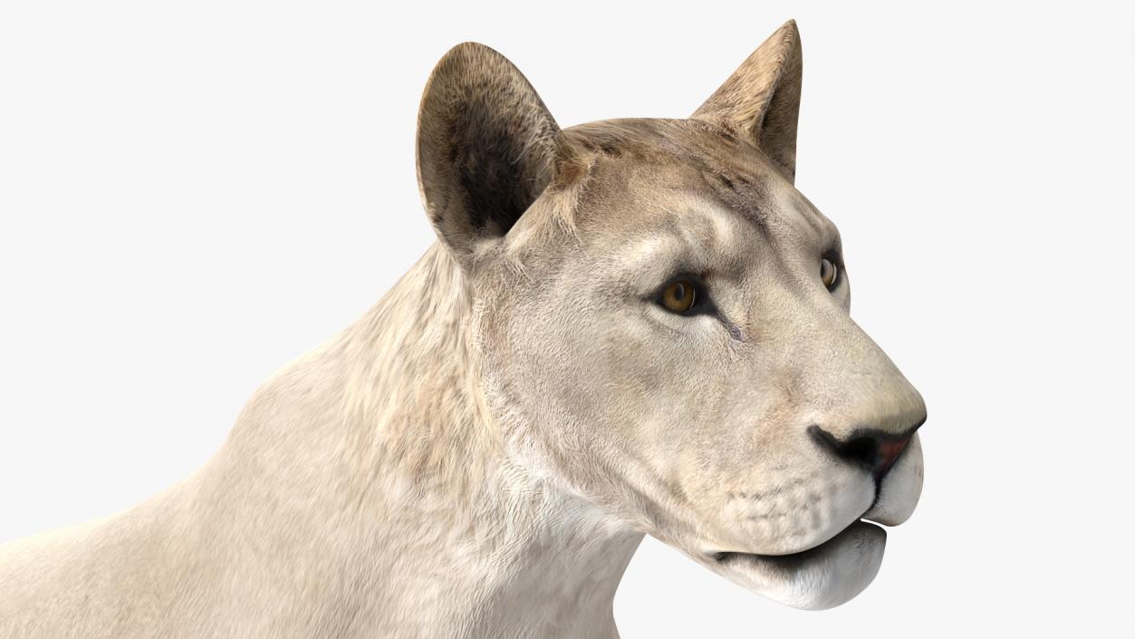 3D Young White Lion Rigged model