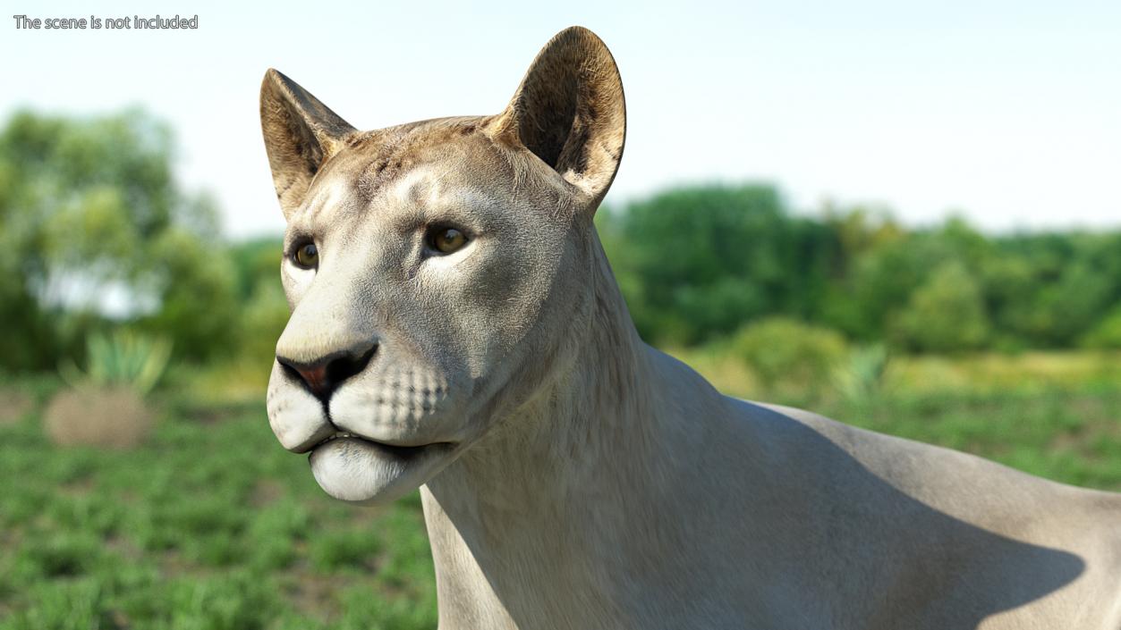 3D Young White Lion Rigged model