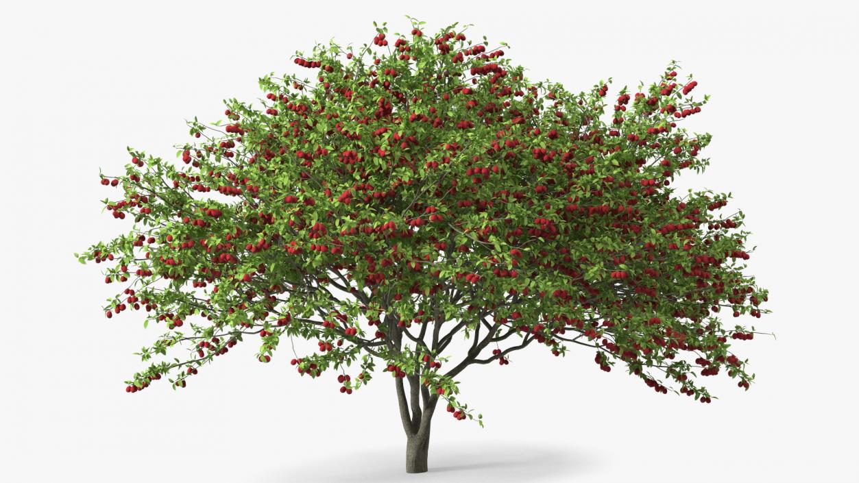 3D Red Plum Tree model