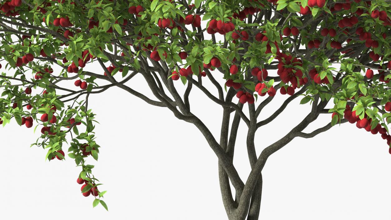 3D Red Plum Tree model