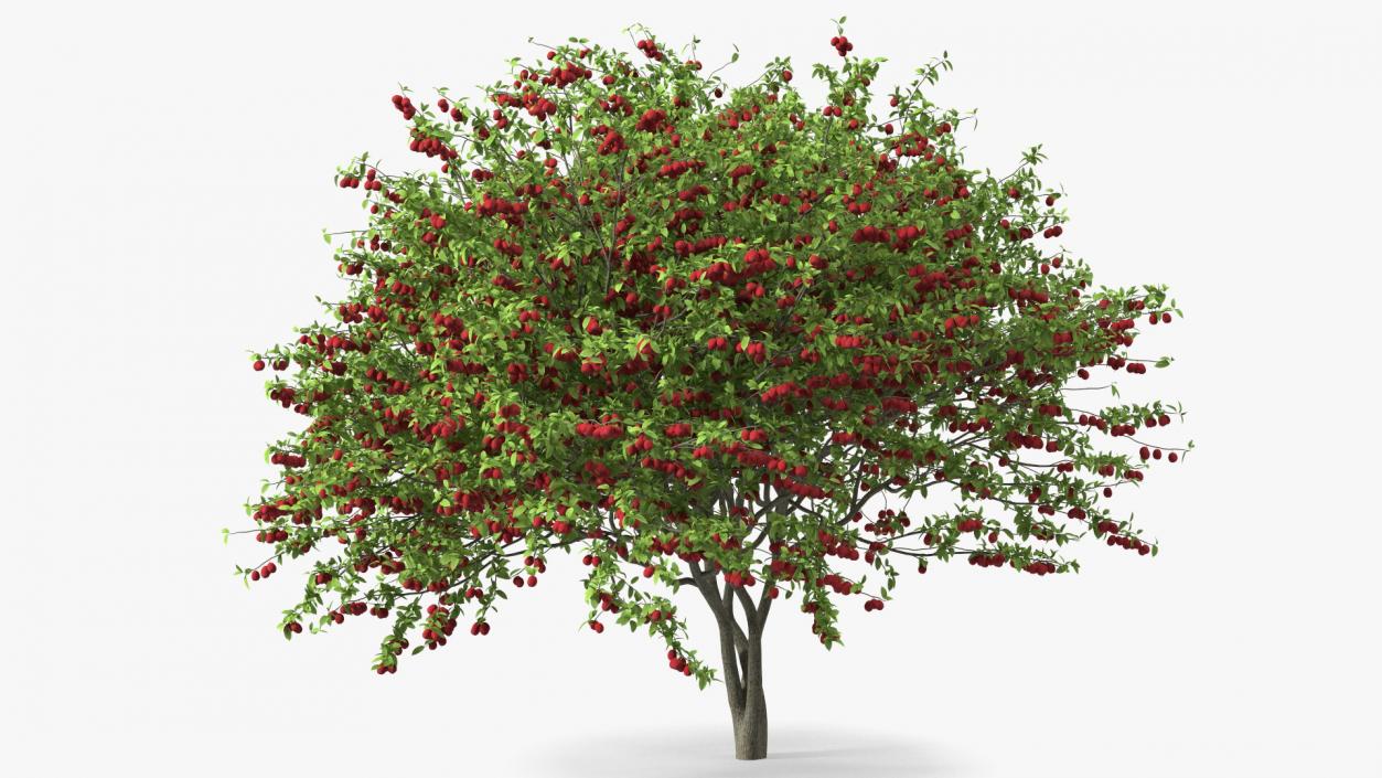 3D Red Plum Tree model