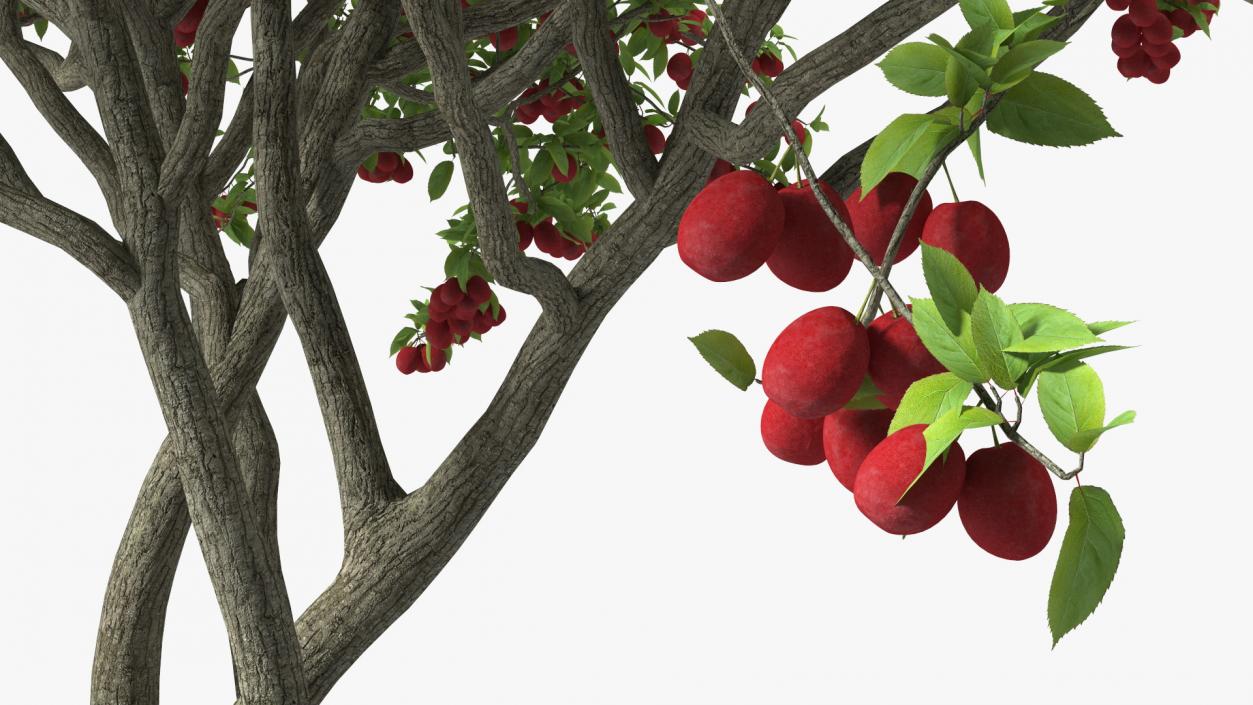 3D Red Plum Tree model