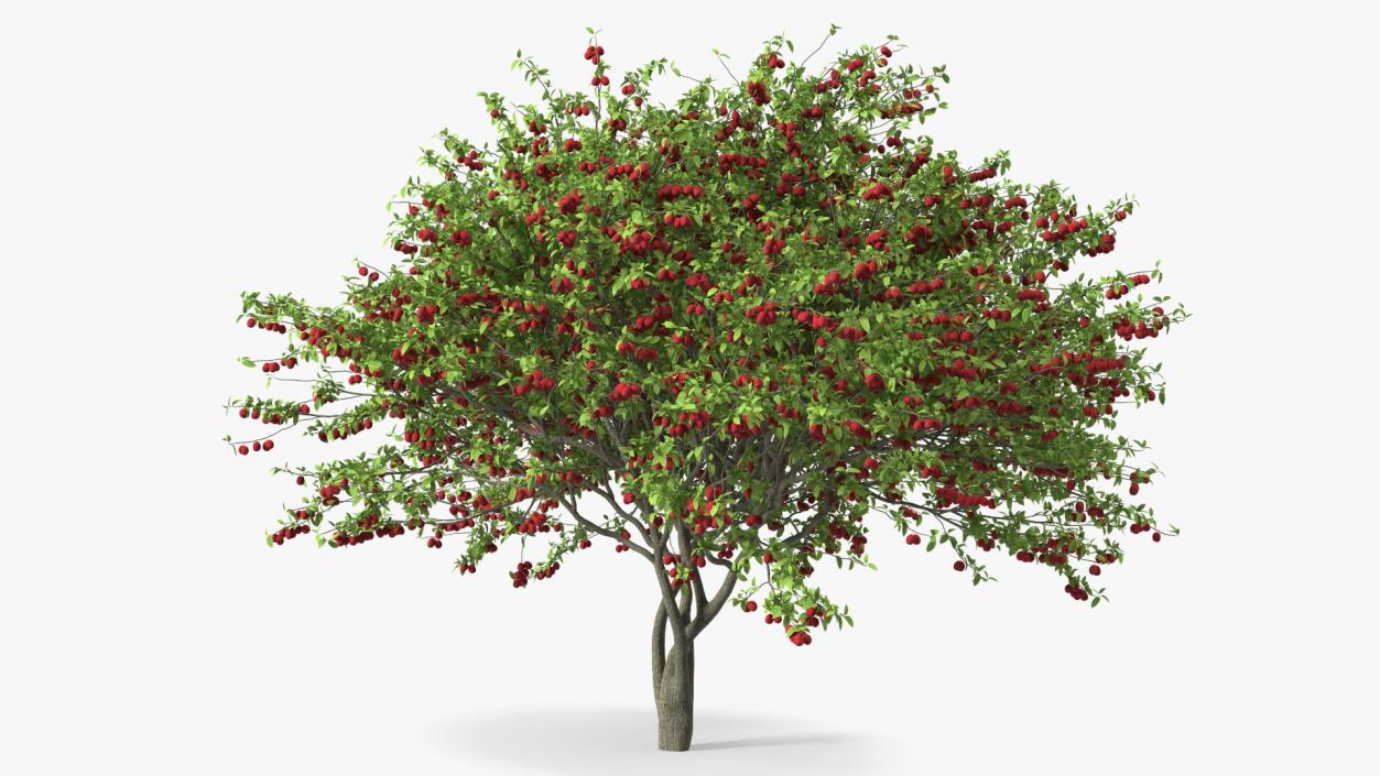 3D Red Plum Tree model