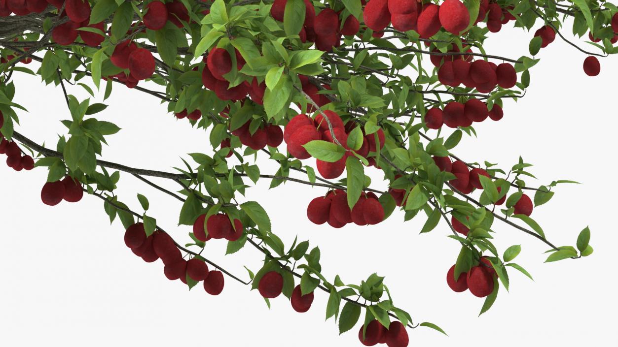 3D Red Plum Tree model