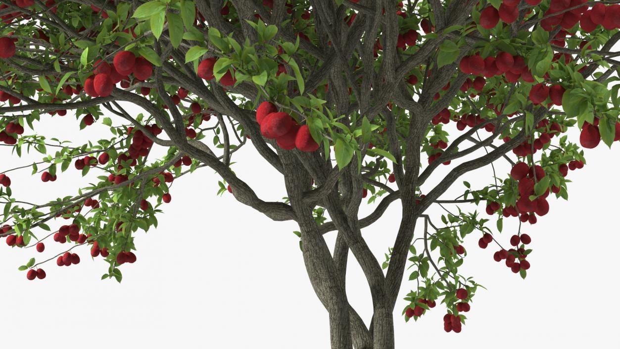 3D Red Plum Tree model