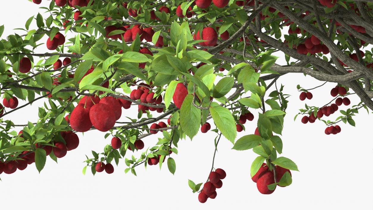 3D Red Plum Tree model