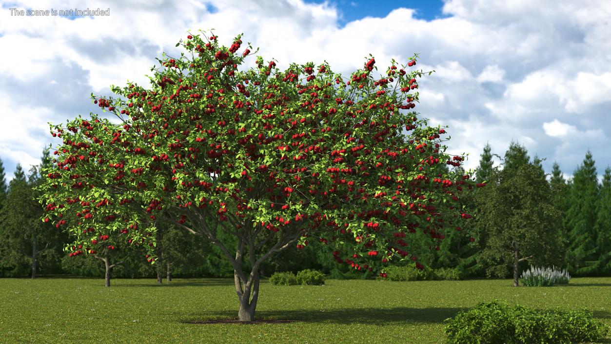 3D Red Plum Tree model