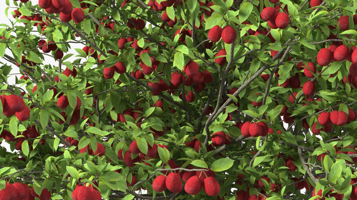 3D Red Plum Tree model