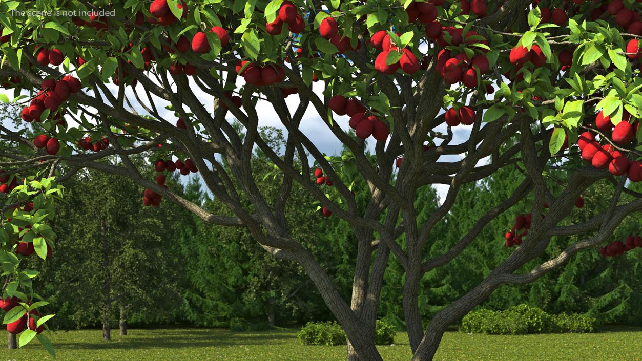 3D Red Plum Tree model