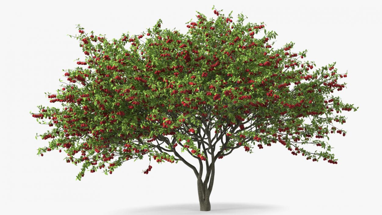 3D Red Plum Tree model