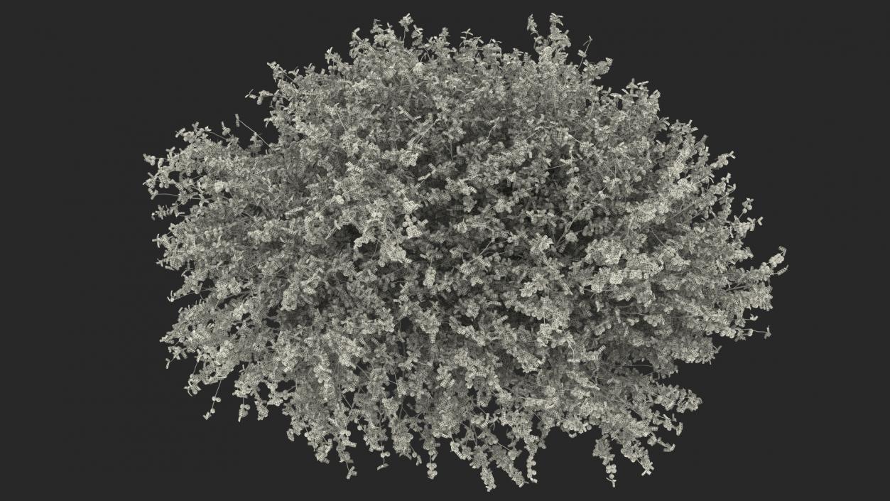 3D Red Plum Tree model