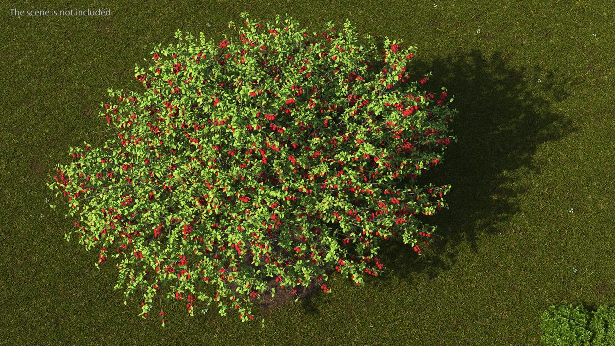 3D Red Plum Tree model