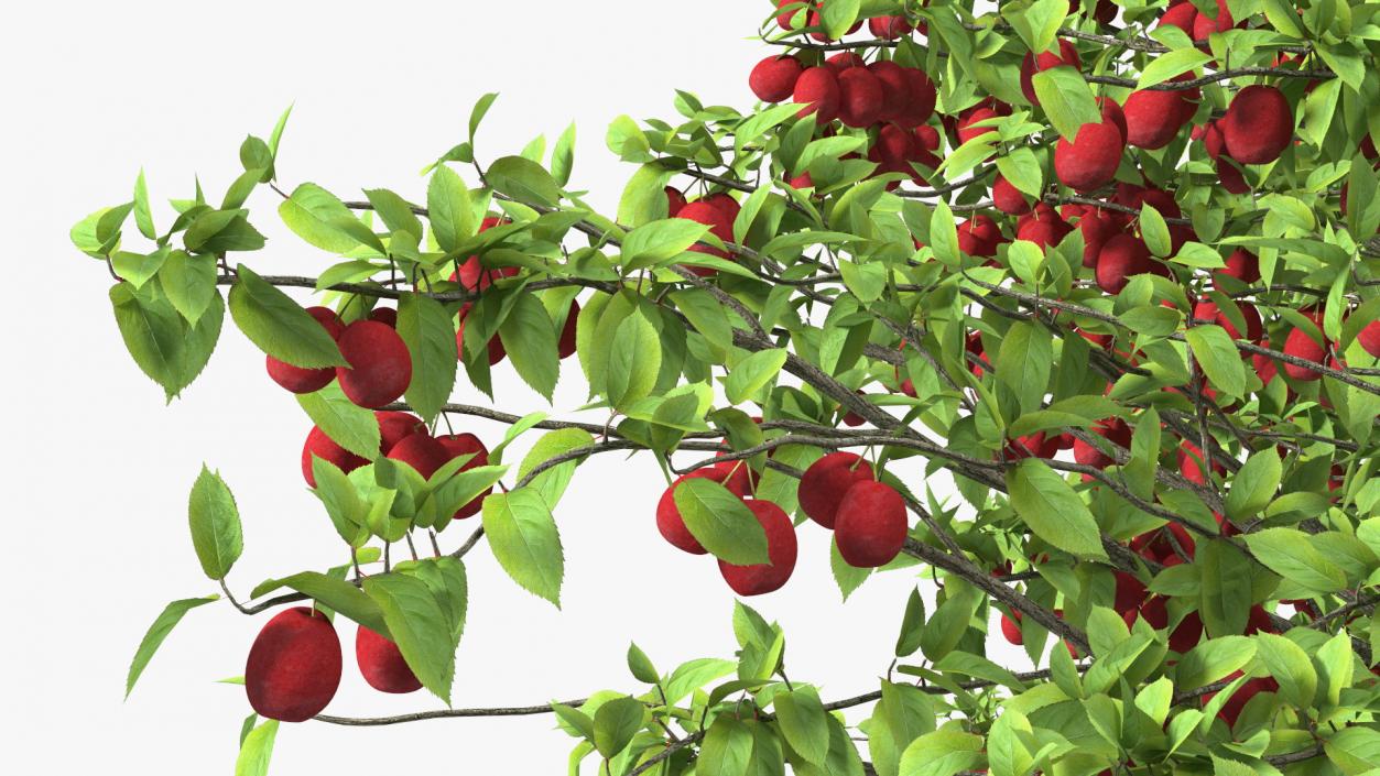 3D Red Plum Tree model