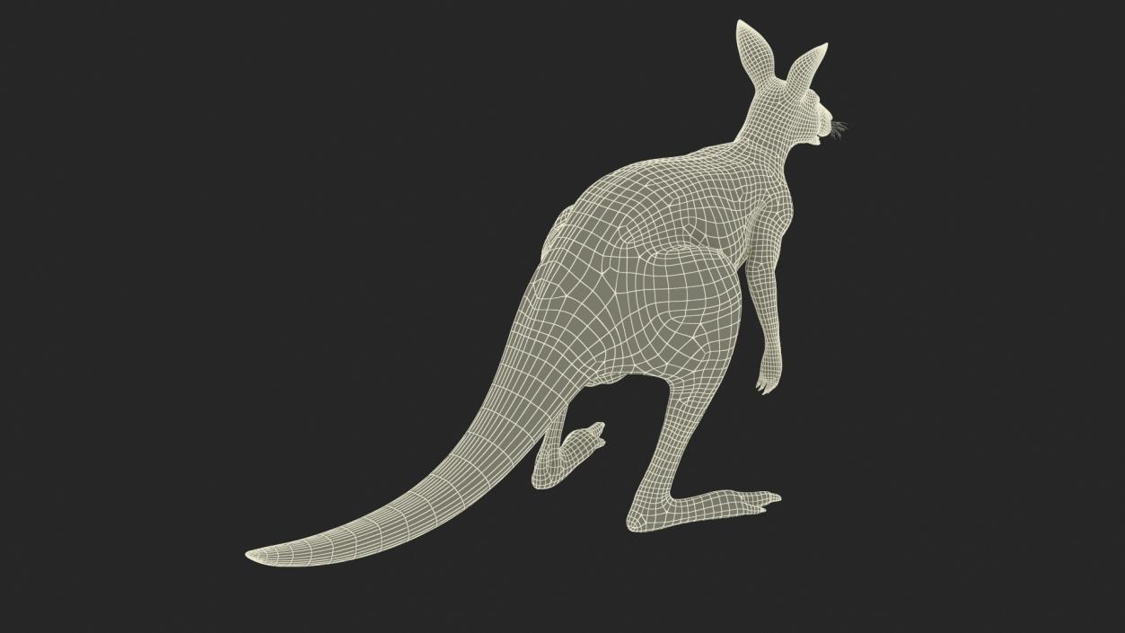 3D model Kangaroo Rigged