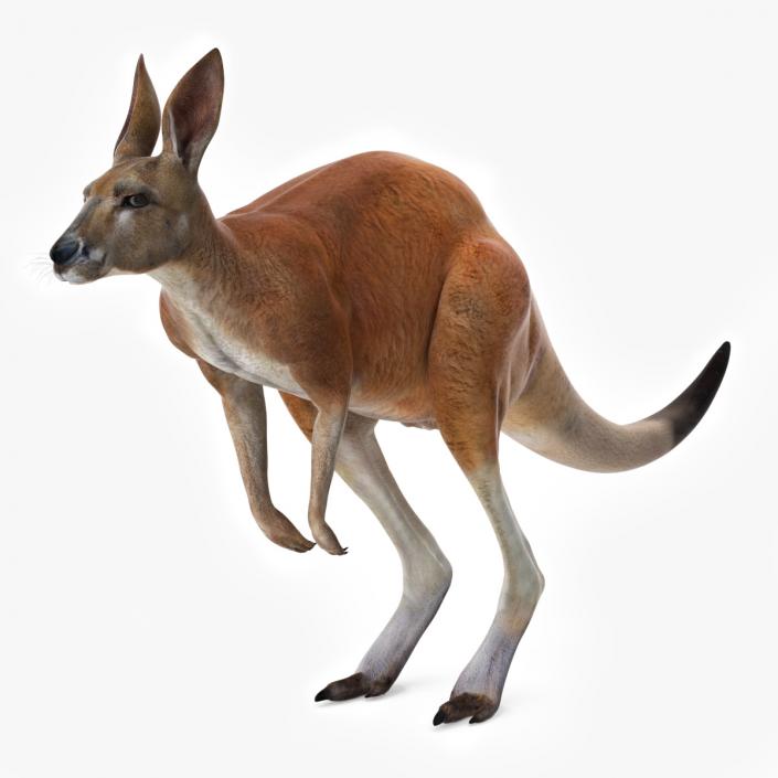 3D model Kangaroo Rigged