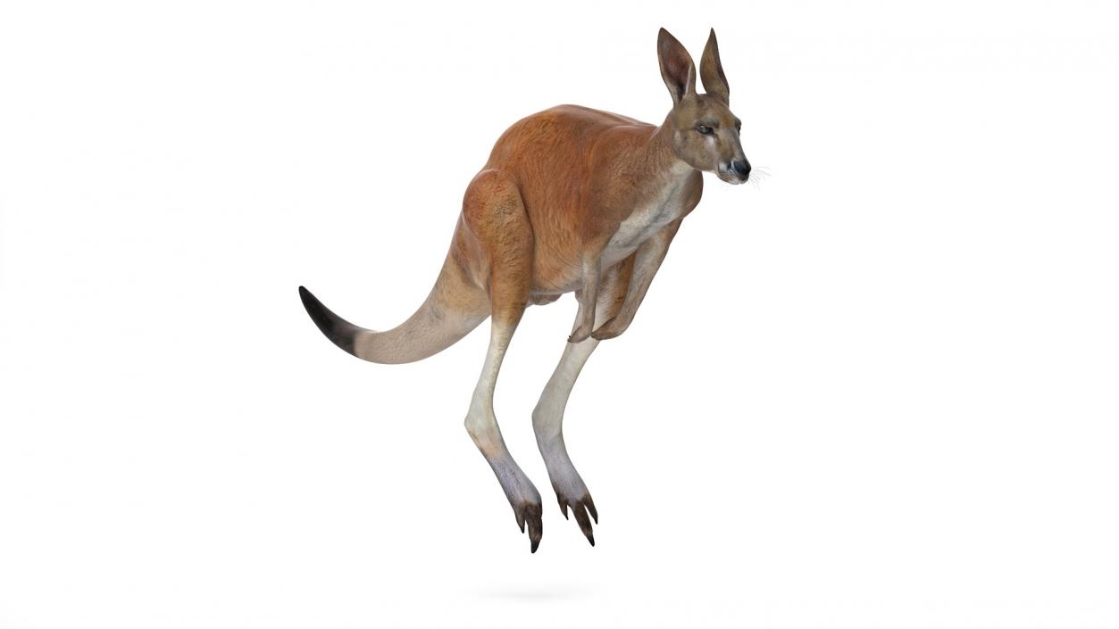 3D model Kangaroo Rigged