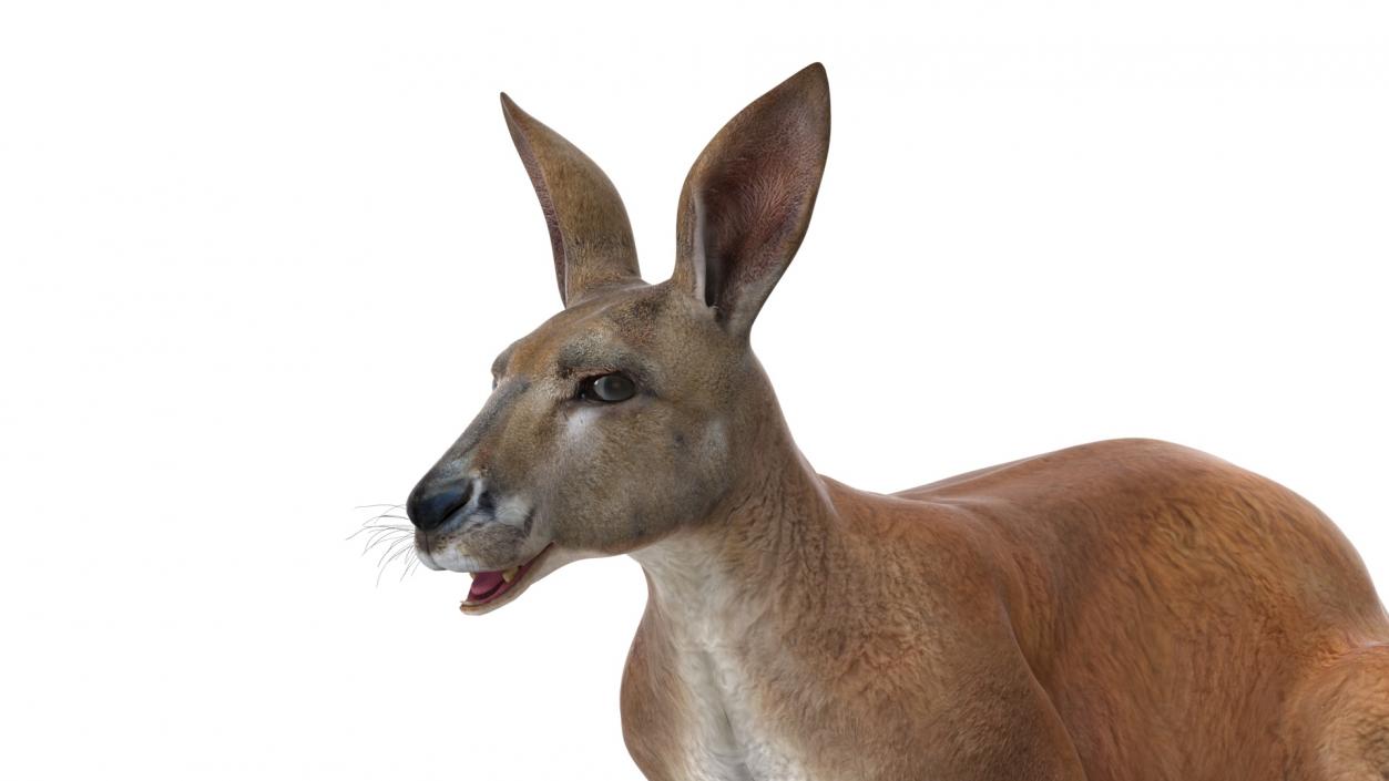 3D model Kangaroo Rigged