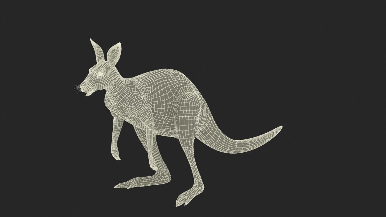 3D model Kangaroo Rigged