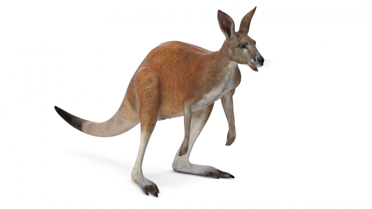 3D model Kangaroo Rigged