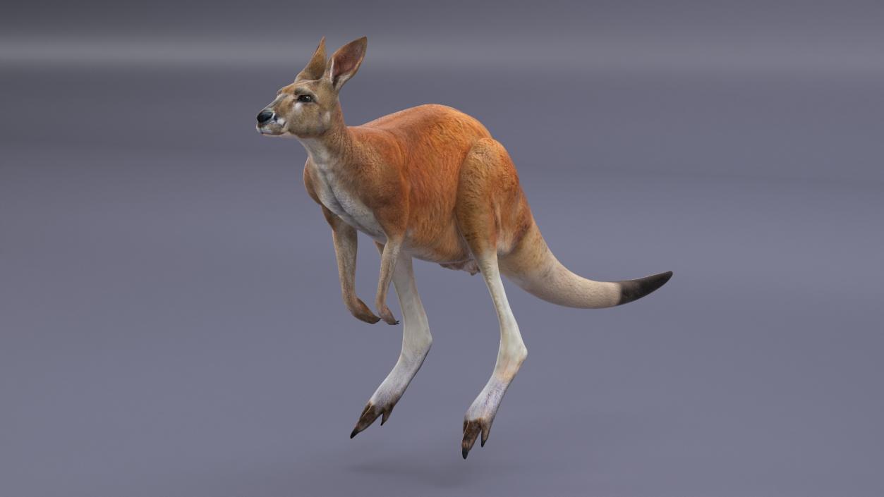 3D model Kangaroo Rigged