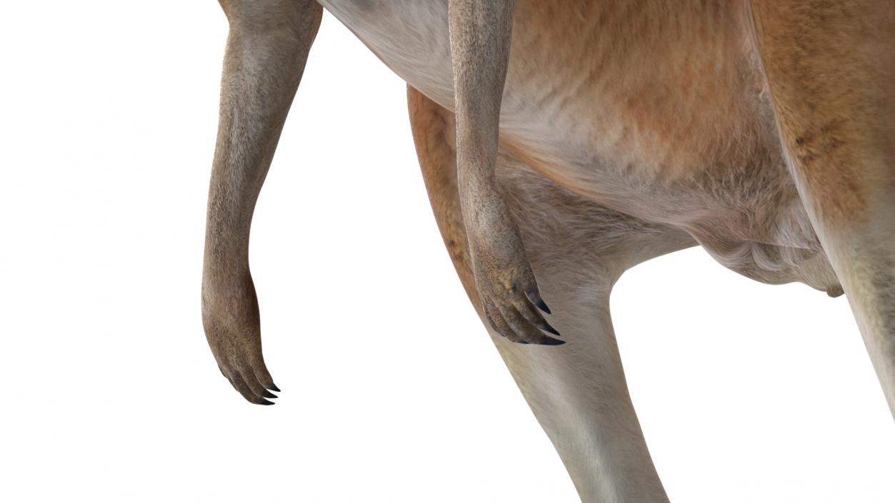 3D model Kangaroo Rigged