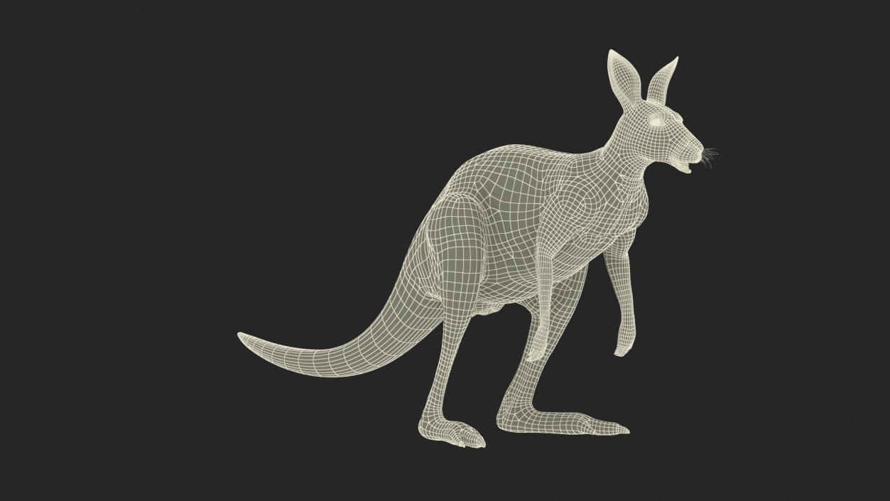 3D model Kangaroo Rigged