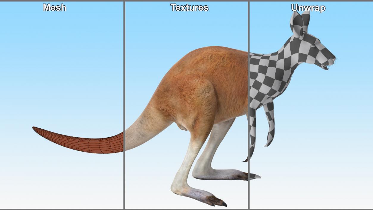 3D model Kangaroo Rigged