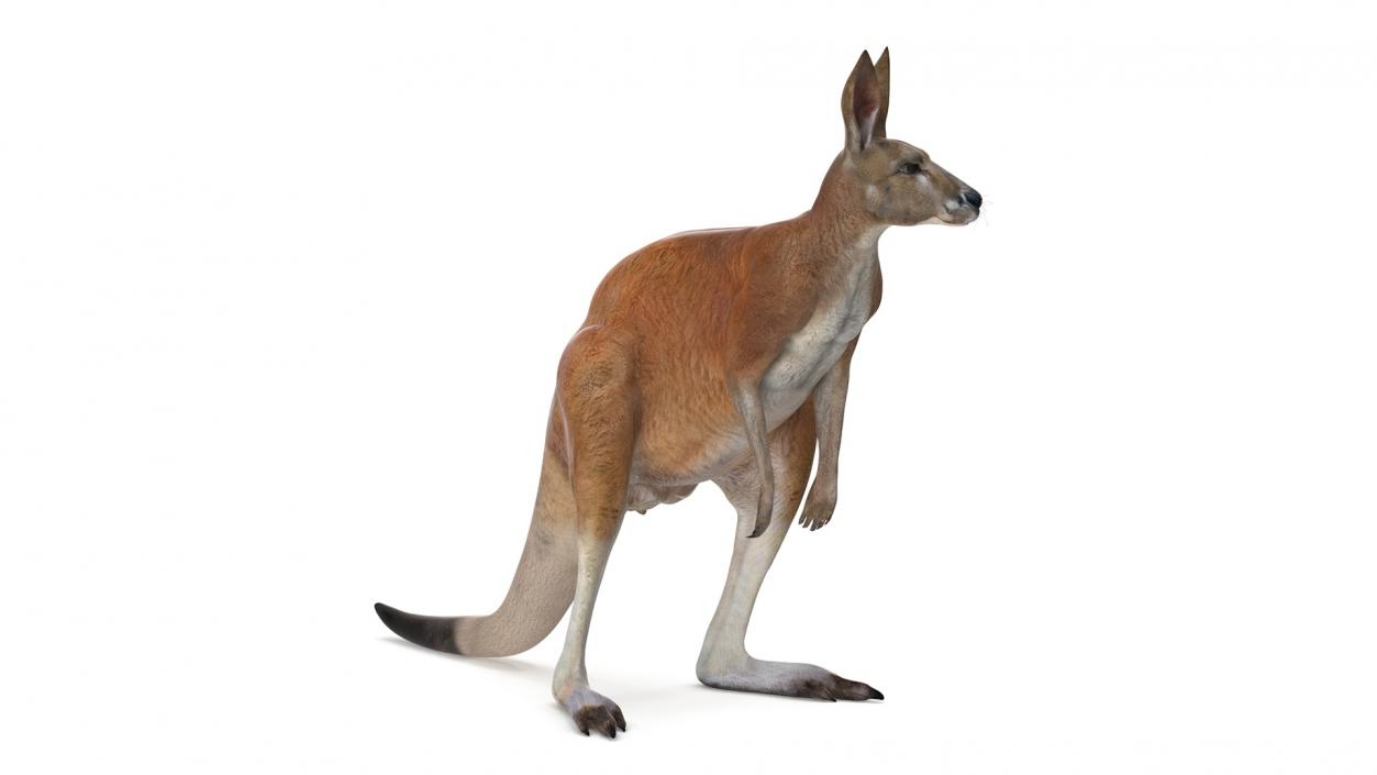 3D model Kangaroo Rigged