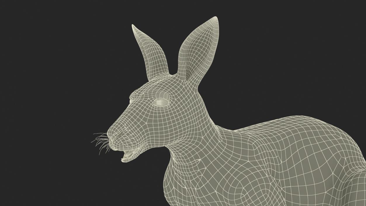 3D model Kangaroo Rigged