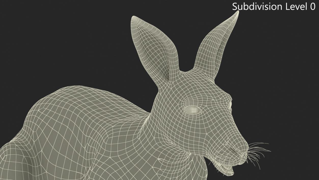 3D model Kangaroo Rigged