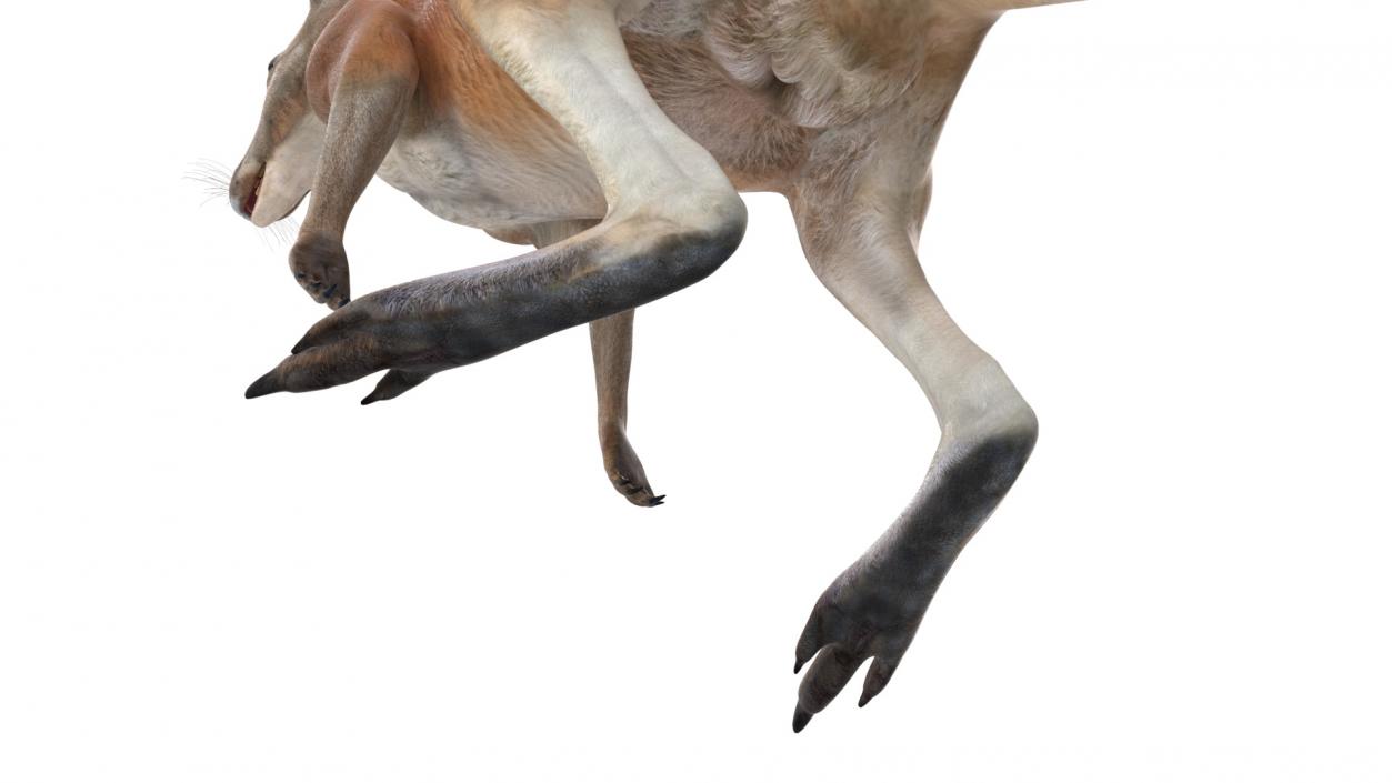 3D model Kangaroo Rigged