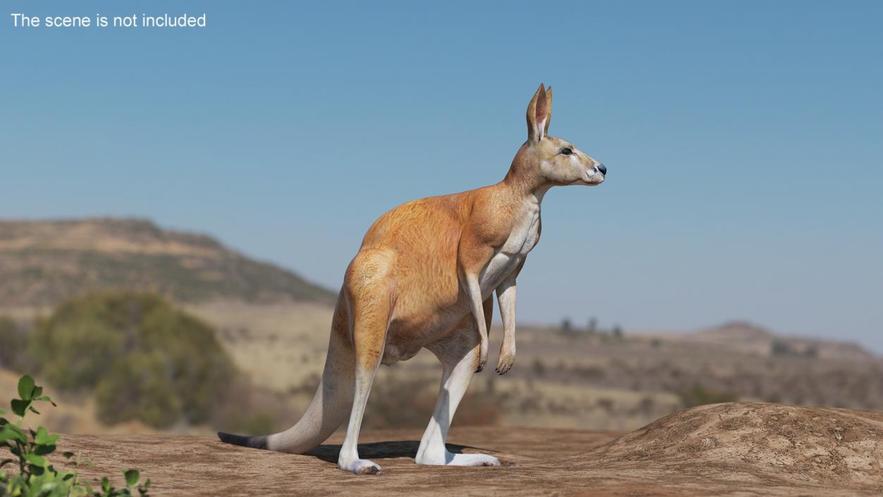 3D model Kangaroo Rigged