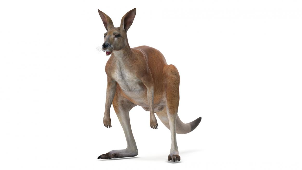 3D model Kangaroo Rigged