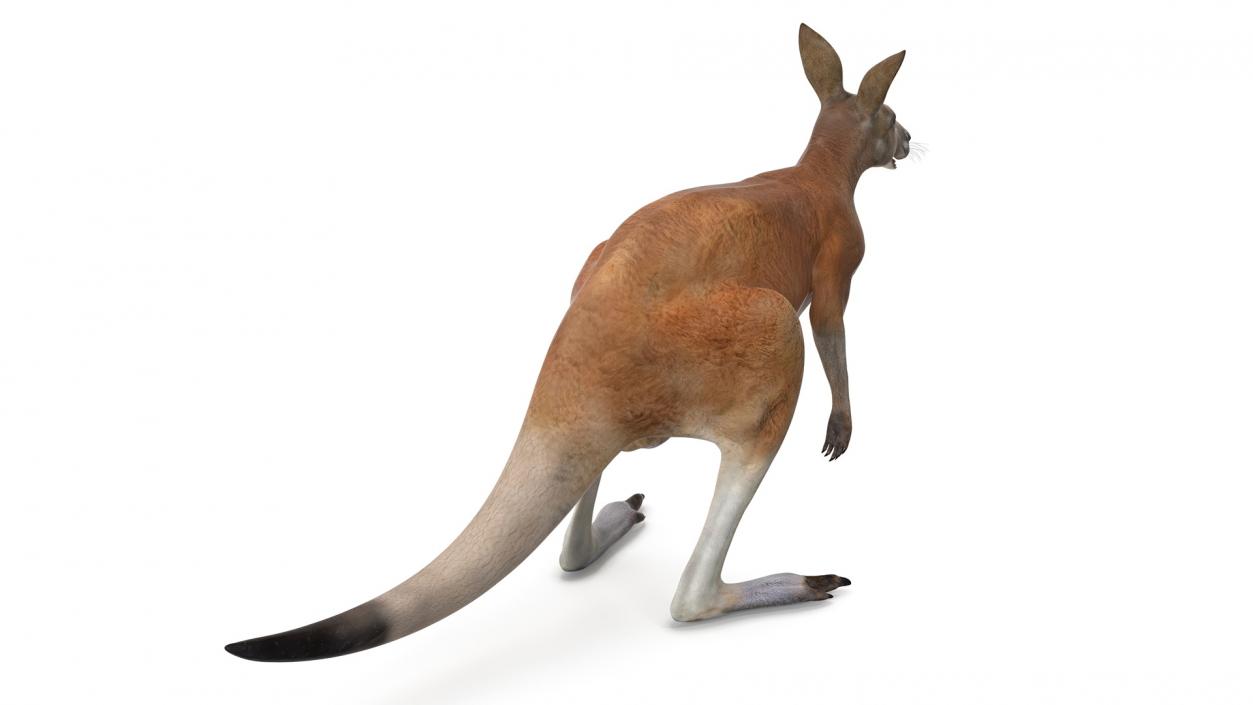 3D model Kangaroo Rigged