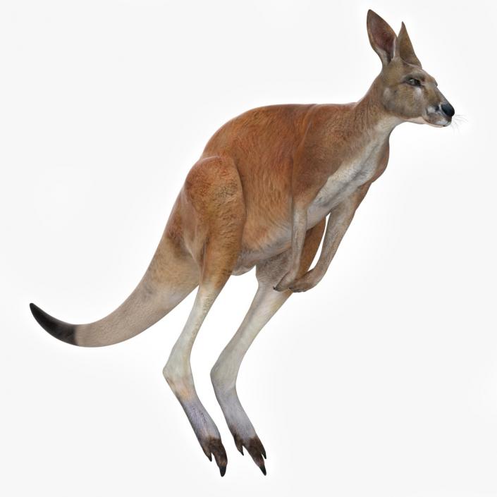 3D model Kangaroo Rigged