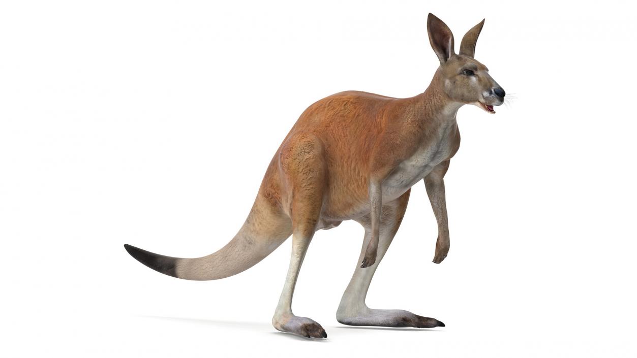 3D model Kangaroo Rigged