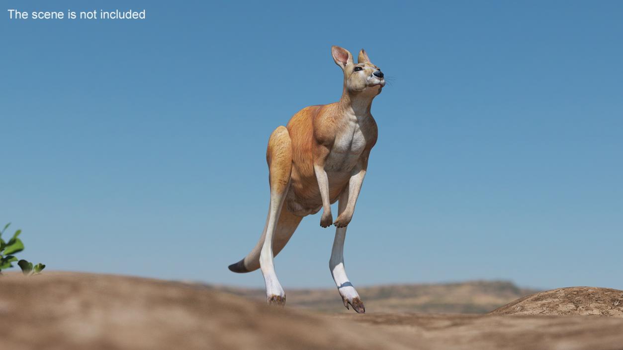 3D model Kangaroo Rigged