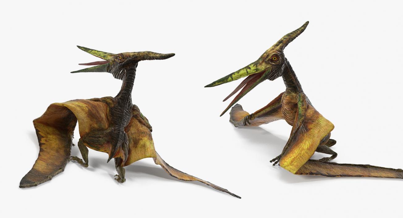 3D Pteranodon Flying Carnivorous Reptile Standing Pose