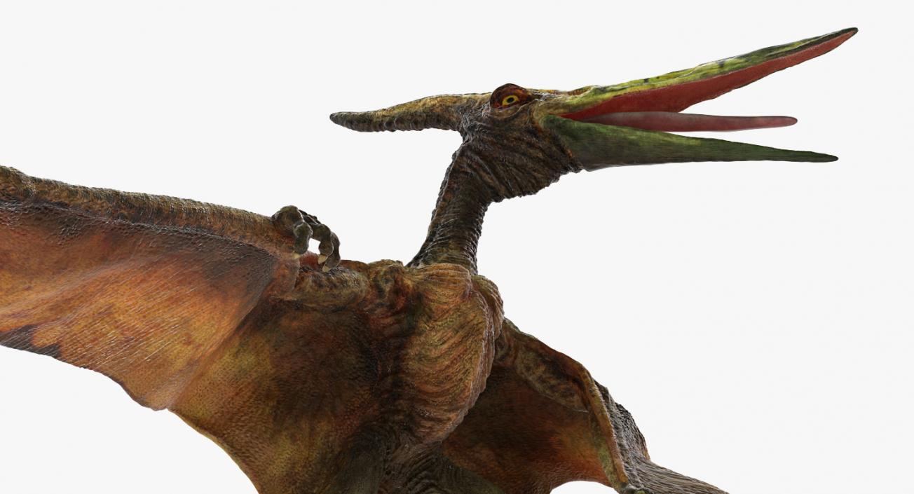 3D Pteranodon Flying Carnivorous Reptile Standing Pose