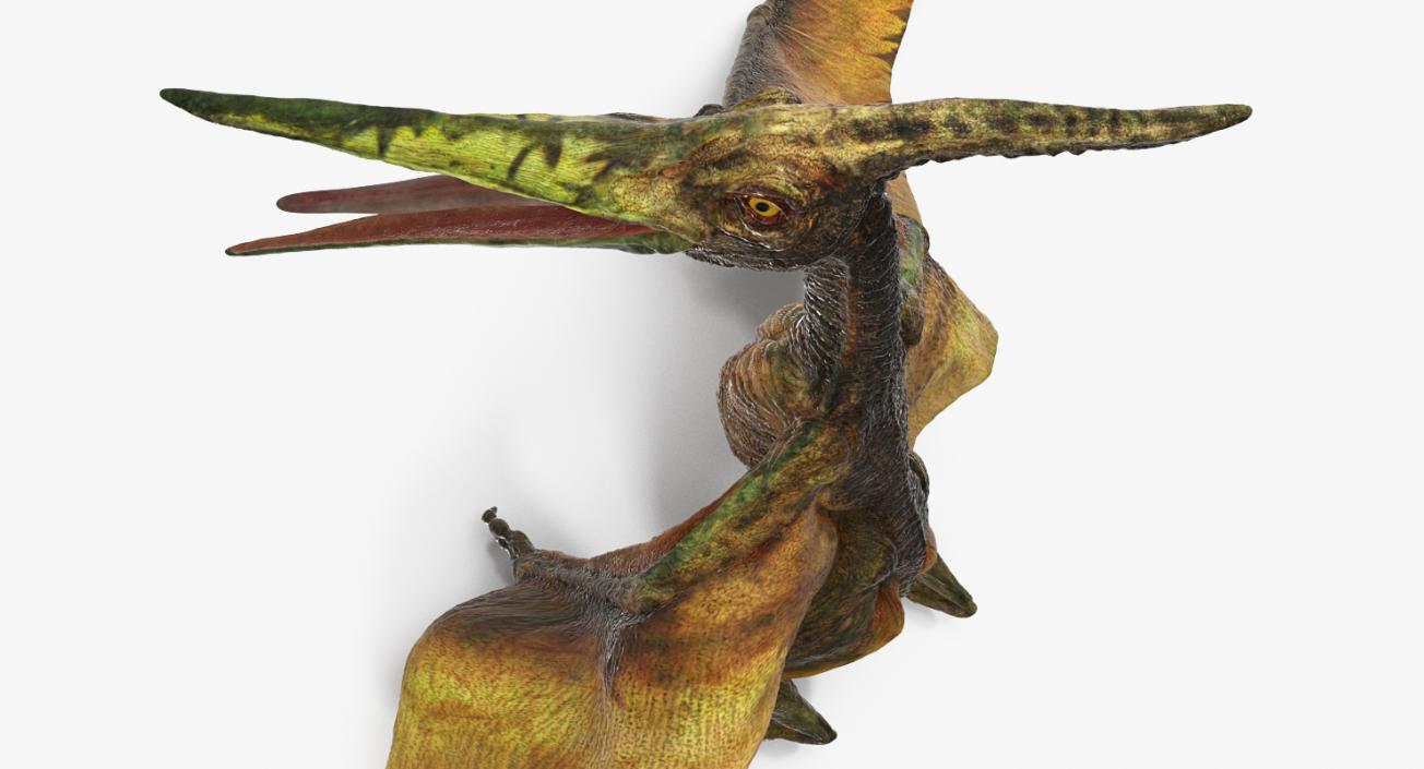 3D Pteranodon Flying Carnivorous Reptile Standing Pose