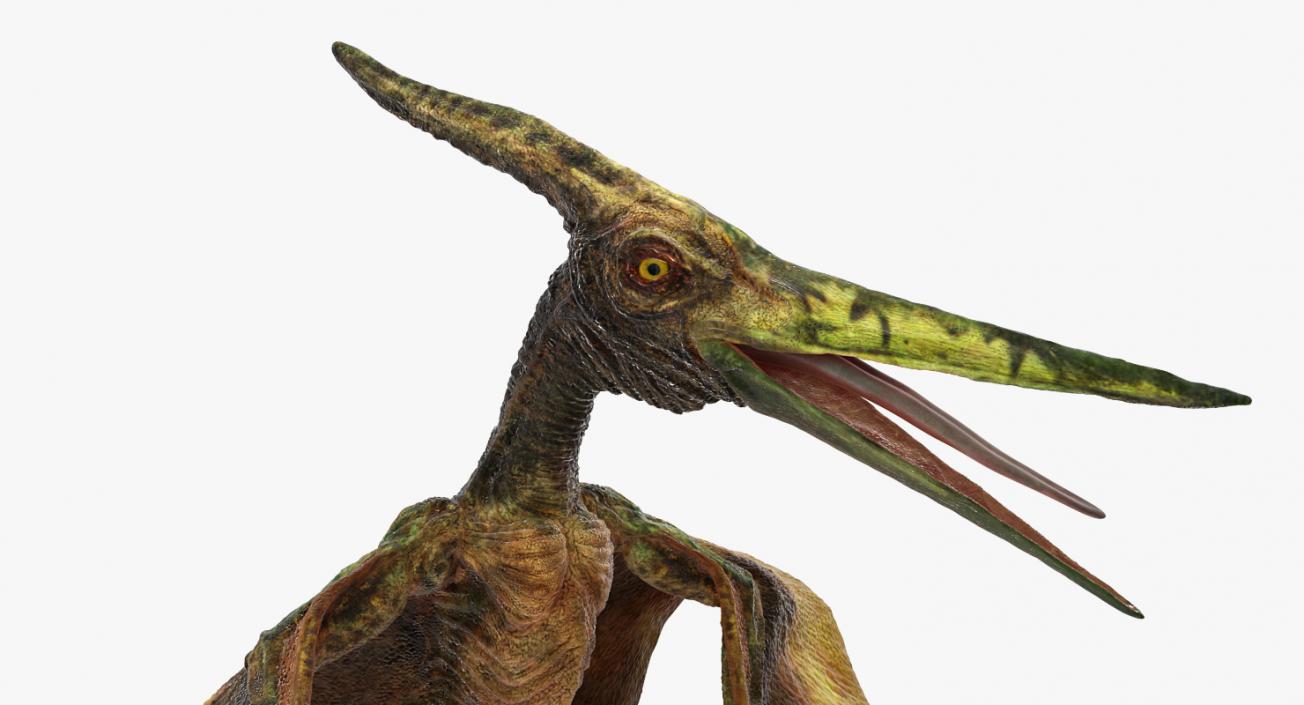 3D Pteranodon Flying Carnivorous Reptile Standing Pose