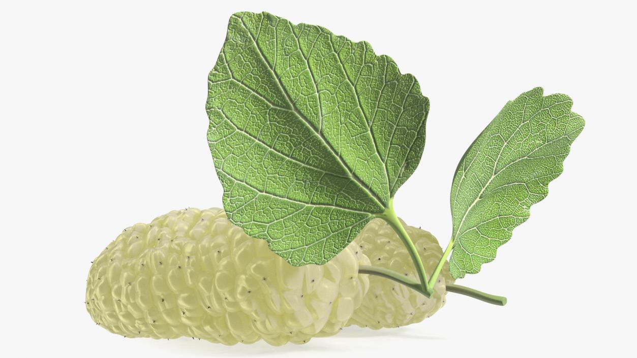 Mulberry Fruit White with Leaves 3D