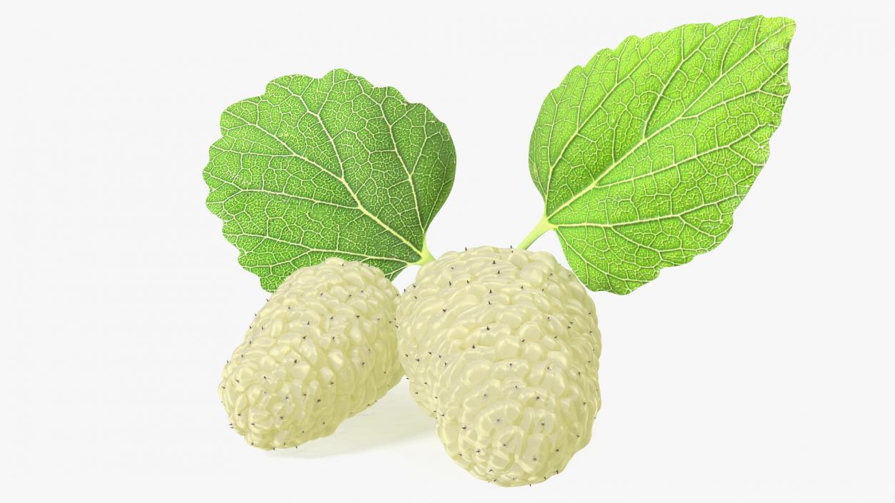 Mulberry Fruit White with Leaves 3D