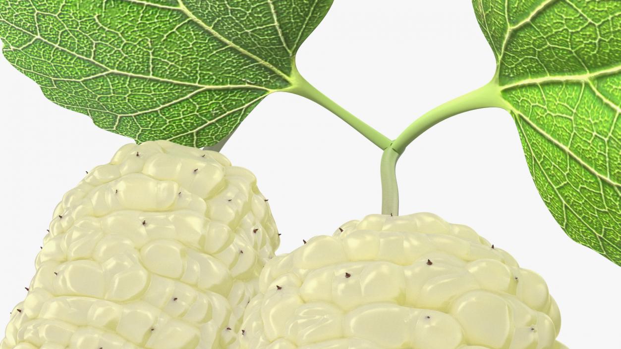 Mulberry Fruit White with Leaves 3D