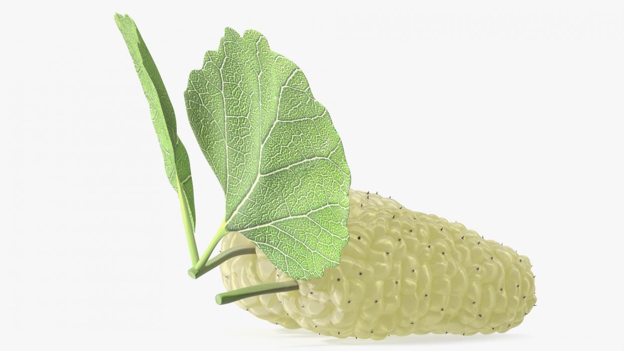 Mulberry Fruit White with Leaves 3D