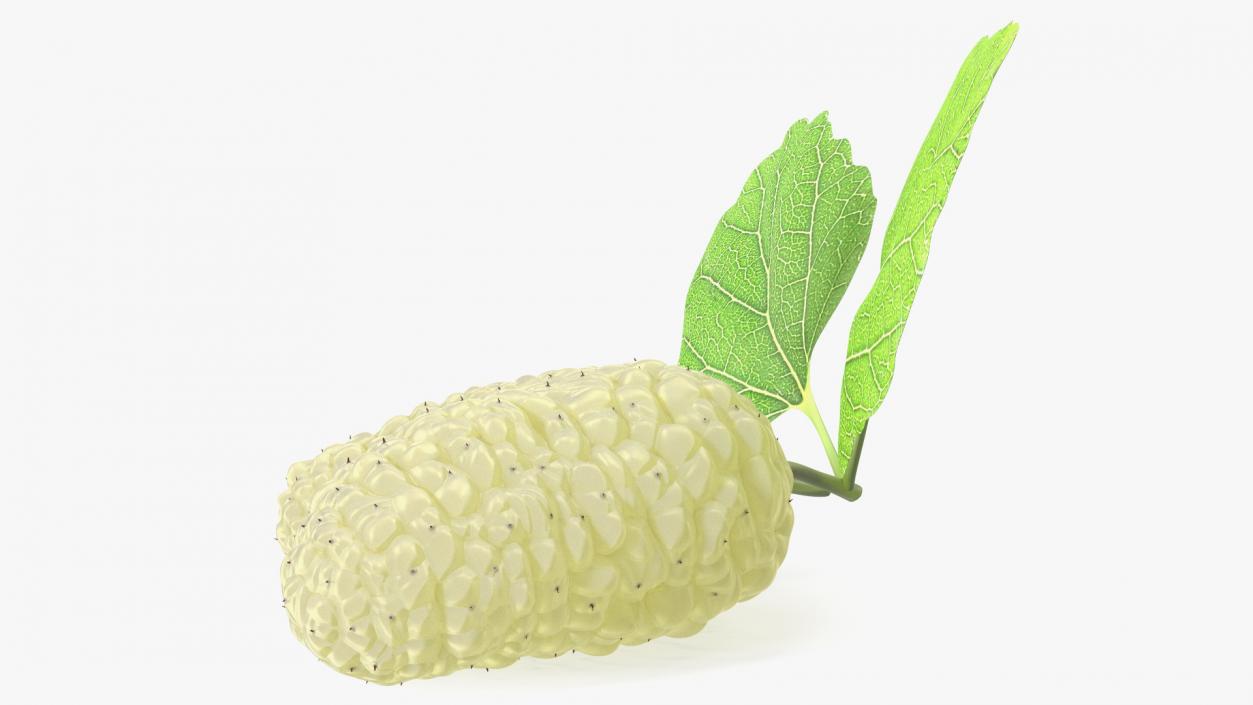 Mulberry Fruit White with Leaves 3D