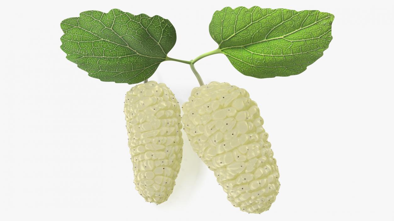 Mulberry Fruit White with Leaves 3D